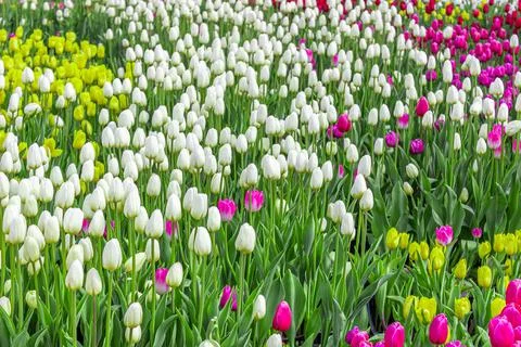 Background of greenery, selective focus, field of bright flowers, floral back Stock Photos