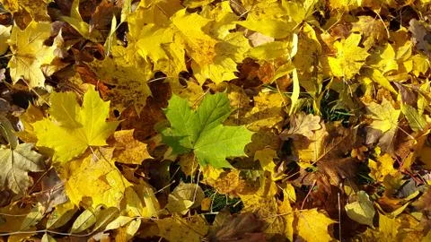 Background group autumn orange yellow leaves outdoor Stock Photos