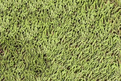 Background from growing even layer of lichen. Moss. Plant texture Stock Photos