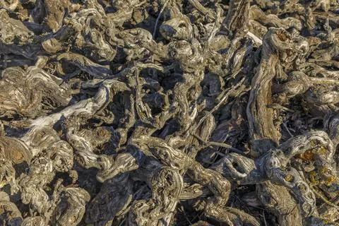 Background of grubbed up vine plants Stock Photos