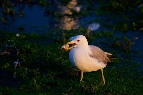 The background with the gull on the shore Stock Photos
