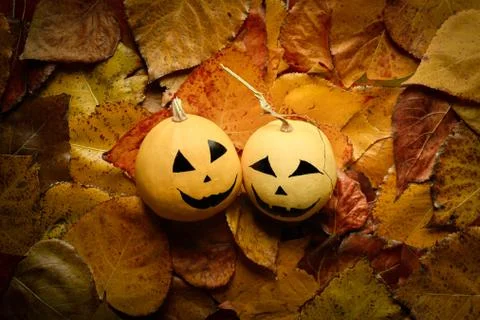 Background of Halloween pumpkins in a bed of autumn leaves Stock Photos
