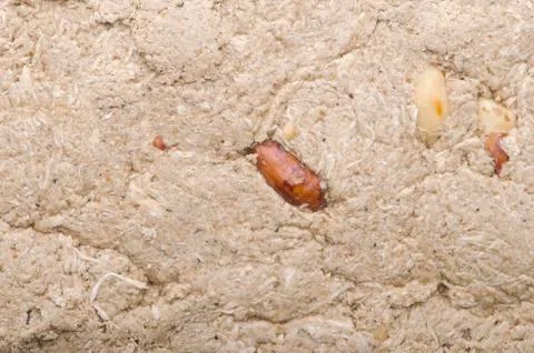 Background halva. Eastern sweetness. Stock Photos