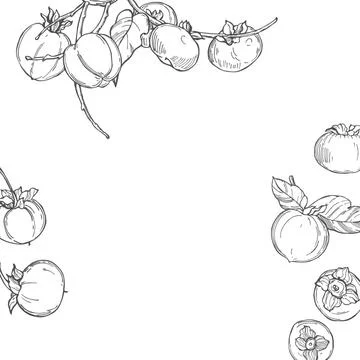 Background with hand drawn persimmon. Stock Illustration