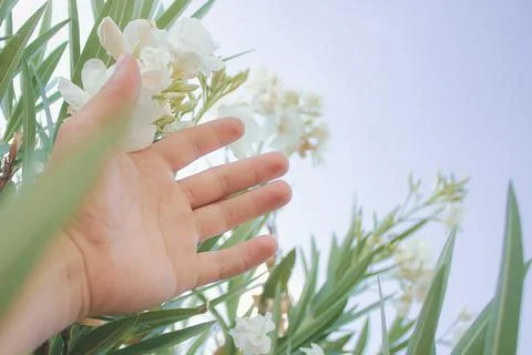 Background of hand touching white laurel flowers Stock Photos