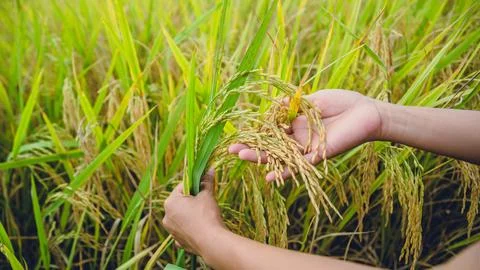 Background handle Catch the rice yellow gold. During the harvest season. As.. Photos