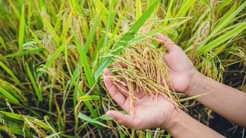 Background handle Catch the rice yellow gold. During the harvest season. As.. Photos
