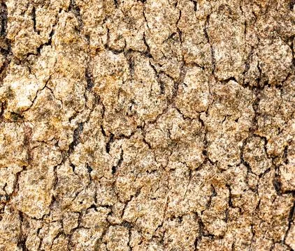 The background has a beautiful bark pattern Stock Photos