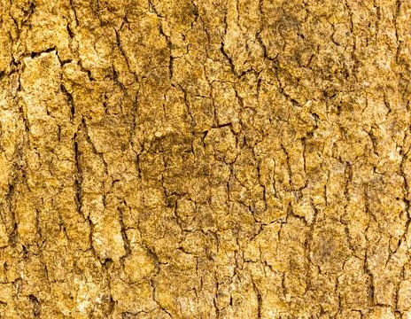 The background has a beautiful bark pattern Stock Photos