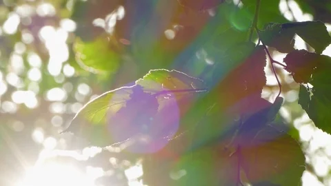 Background of hazel leaves and sun rays. Video stock 78974497