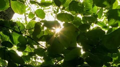 Background of hazel leaves in the wind sun rays. Stock Footage 78972168