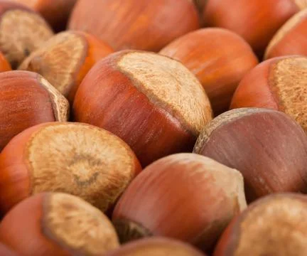 Background of the hazelnuts Stock Photos