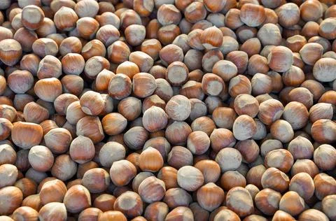 Background of hazelnuts in shell Stock Photos