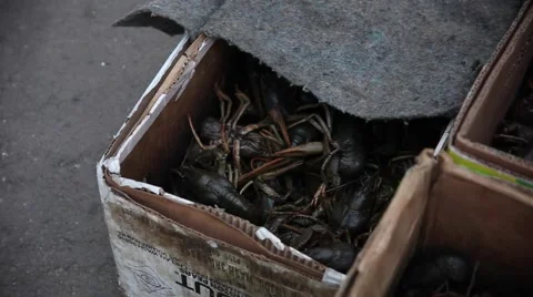 Background of the heap of live crawfish. Video stock 66461947