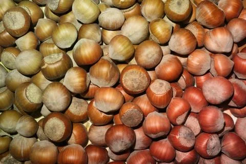 Background from the heap of nuts in the hazelnut forest. Stock Photos