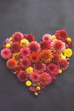 Background with hearte of different pink, orange and yellow Dahlia flowers... Stock Photos