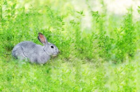 Background of the herb with rabbit 写真素材