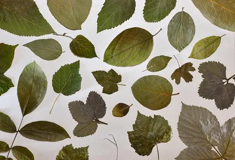 The background is a herbarium made of fruit trees , shrubs and medicinal leaves. Stock Photos