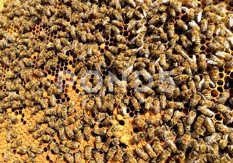 Honey Bee Wax Honeycomb Stock Photo