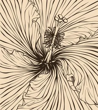 Background Hibiscus flower vector illustration with line art Stock Illustration