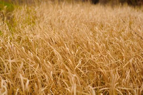 Background of high dry grass Stock Photos