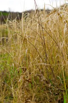 Background of high dry grass Stock Photos