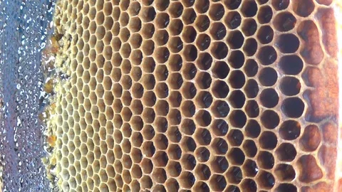 Background of honey pattern in honeycombs closeup. Stock Footage 119888592