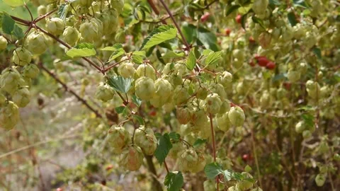 Background with hops Stock Footage 139886540