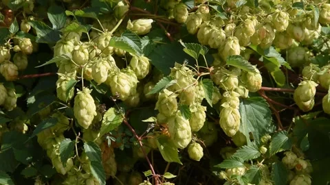 Background with hops Stock Footage 139886561