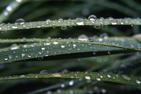 Background - horizontal blades of grass with dew drops, close-up. Selective.. Stock Photos