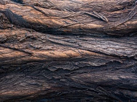 Background. Horizontal texture of the bark of an old large tree. Stock Photos