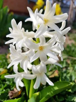 Background hyacinth flowering in forest. Macro of white hyacinth flower meado Stock Photos