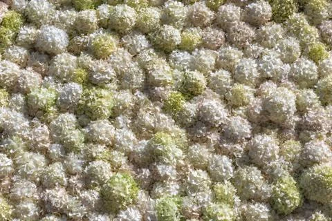 Background of hydrangea flowers Stock Photos