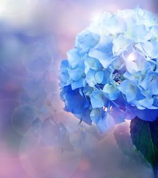 Background with hydrangea Stock Photos