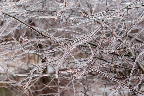 Background of the ice-covered tree branches after freezing rain Stock Photos