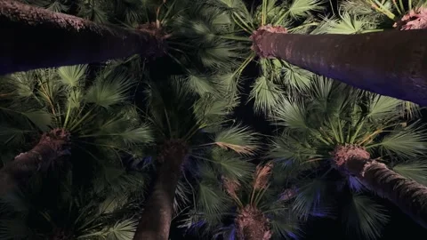 Background of illuminated palm trees set against the dark night sky Stock Footage 336079152