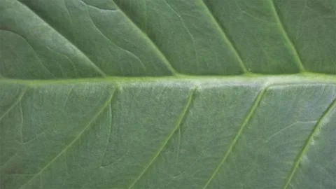 Background image and natural pattern of the plant Xanthosoma taioba also know Stock Photos