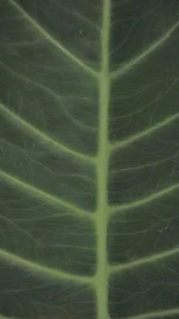 Background image and natural pattern of the plant Xanthosoma taioba also know Stock Photos