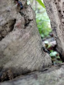 Background image of an ant standing while giving a sign Stock Photos
