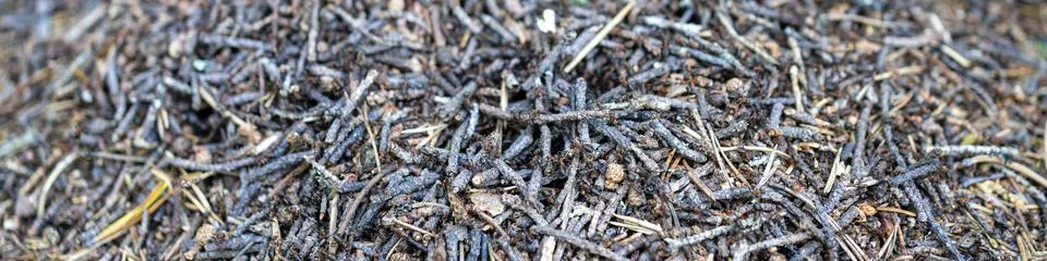 Background image of anthill. Anthill on a nice sunny day. Forest ants work in Stock Photos