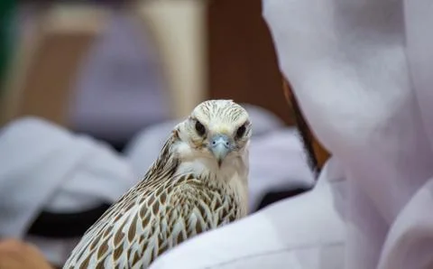Background image of a arab guy holding his falcon during a falcon show in Qat Photos