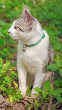 The background image is a beautiful gray tabby sitting looking at the dock in Stock Photos