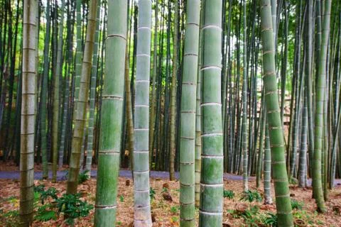 Background image of big bamboo Stock Photos