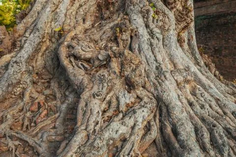 Background image, big roots with close up of an old tree Stock Photos