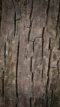 Background image of black bark. Stock-Fotos