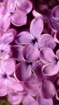 Background image blooming lilac close-up.Texture or background Stock Photos