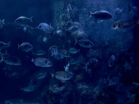 Background image in blue. fish in the ocean Stock Photos