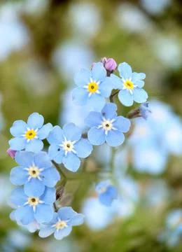 Background image of blue little forget-me-not flowers Stock Photos
