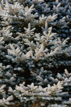 Background image of blue spruce 写真素材