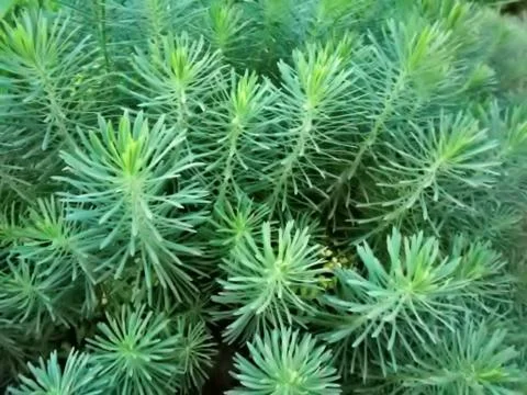 Background image blue spruce Foto stock